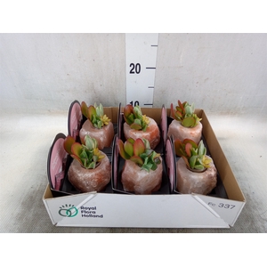 Arr.  Succulents L%