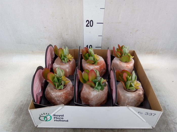 <h4>Arr.  Succulents L%</h4>
