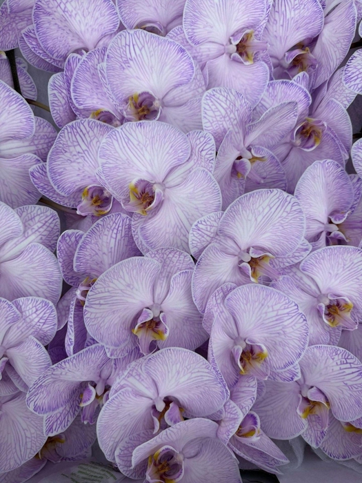 <h4>Phalaenopsis</h4>