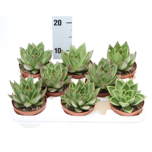 Echeveria agavoides