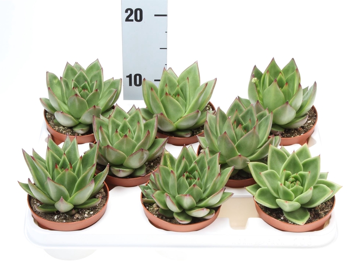 <h4>Echeveria agavoides</h4>