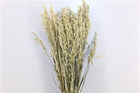 Dried Avena X5 White Bunch