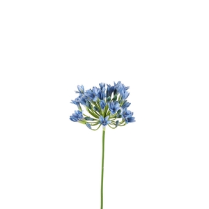 Agapanthus 75cm