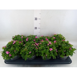 Pelargonium gran.   ..