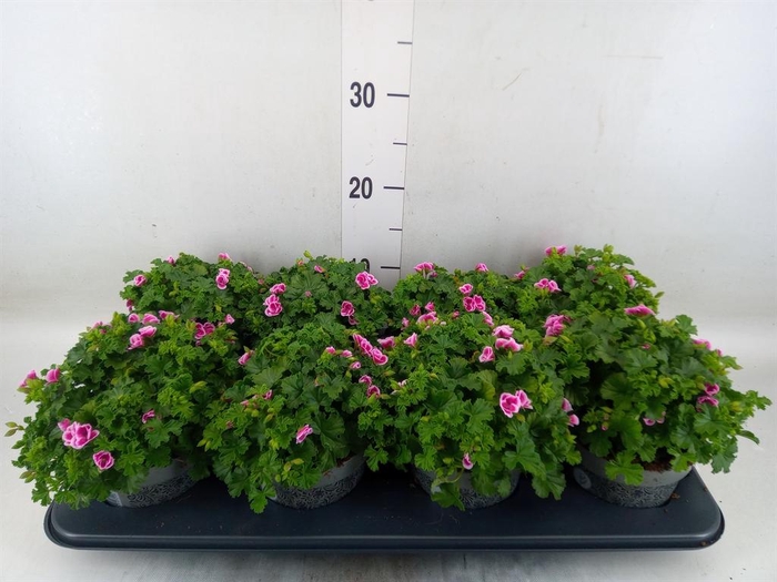 <h4>Pelargonium gran. ..</h4>