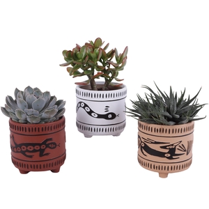 Succulenten mix Ø12cm in Ø14cm Ceramic EV664