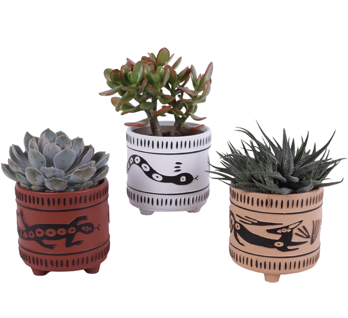 <h4>Succulenten mix Ø12cm in Ø14cm Ceramic EV664</h4>