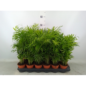 Chamaedorea elegans