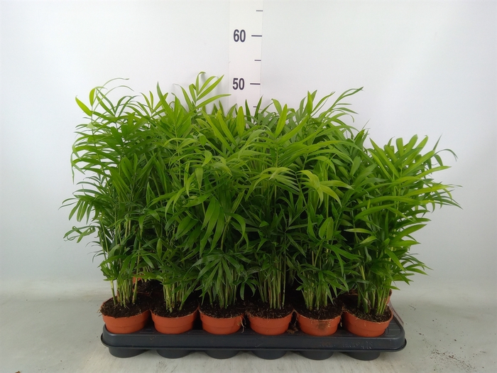 <h4>Chamaedorea elegans</h4>