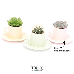 TRULY Succulent Cactus, Coffee Pastel