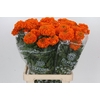 Tagetes Marigold Promise Orange