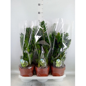 Zamioculcas zamiifolia 'Midori'