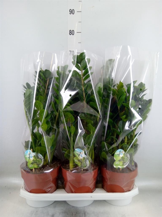 <h4>Zamioculcas zamiifolia 'Midori'</h4>