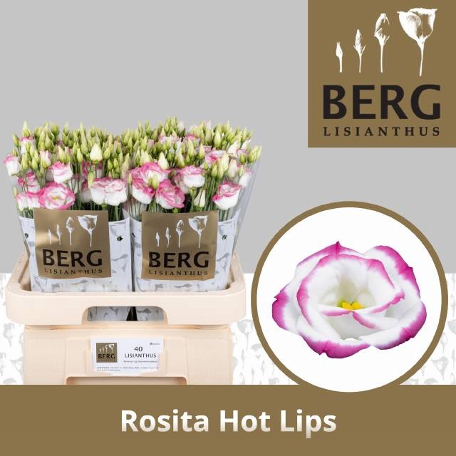 <h4>Lisianthus do rosita hot lips</h4>