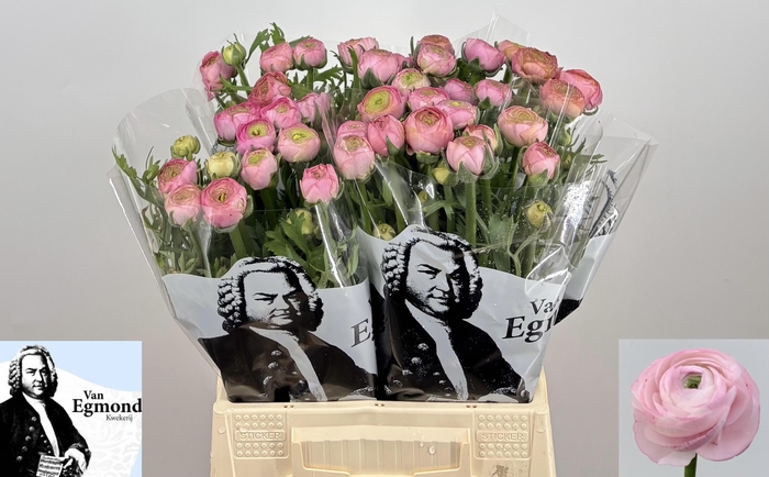 <h4>RAN AAZUR LI PINK</h4>