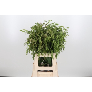 Chasmantium Kl Bh Rose Goud