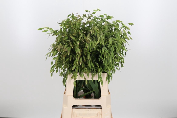 <h4>Chasmantium Kl Bh Rose Goud</h4>