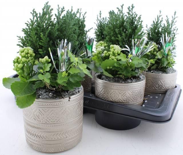 <h4>ARR KAMERPL</h4>