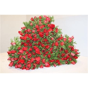 ANEMONE GALILEE RED