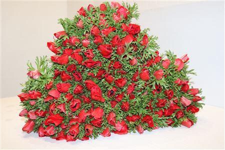 <h4>ANEMONE GALILEE RED</h4>
