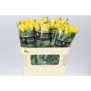 Rosa Gr Jackpot+
