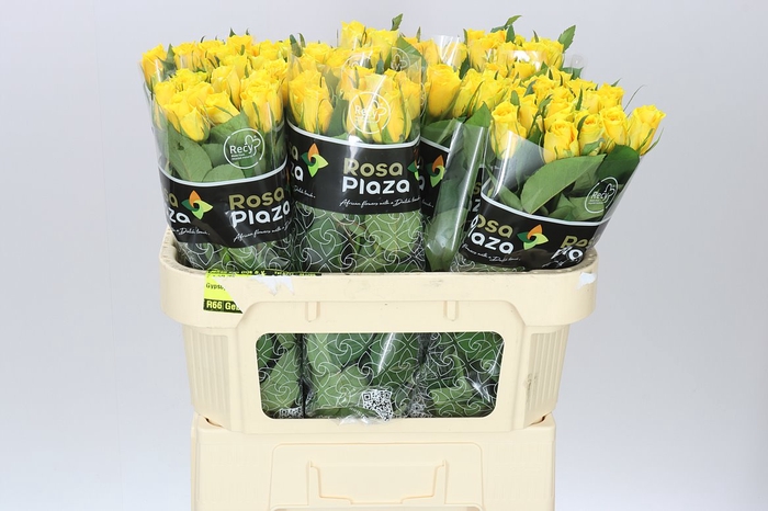 <h4>Rosa Gr Jackpot+</h4>