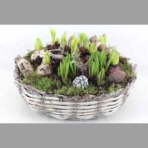 arr4 Bollenmix VL - Mand schaal XL los