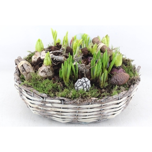 arr4 Bollenmix VL - Mand schaal XL los