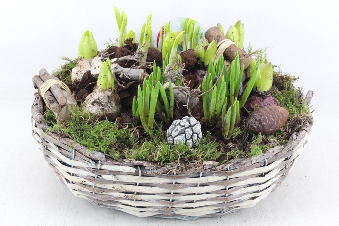 <h4>arr4 Bollenmix VL - Mand schaal XL los</h4>