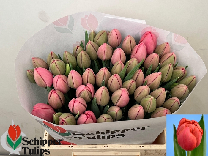 <h4>TU DU ETCHED SALMON</h4>