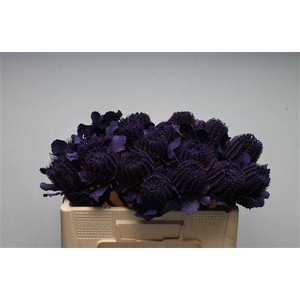 Banksia Coccinea Purple