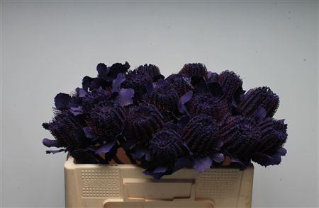<h4>Banksia Coccinea Purple</h4>