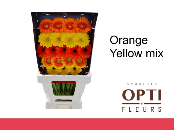 <h4>Germini Mix Orange - Yellow Diamond</h4>