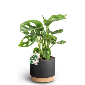 MONSTERA FRIEDRICHSTAHLII P10 WB L