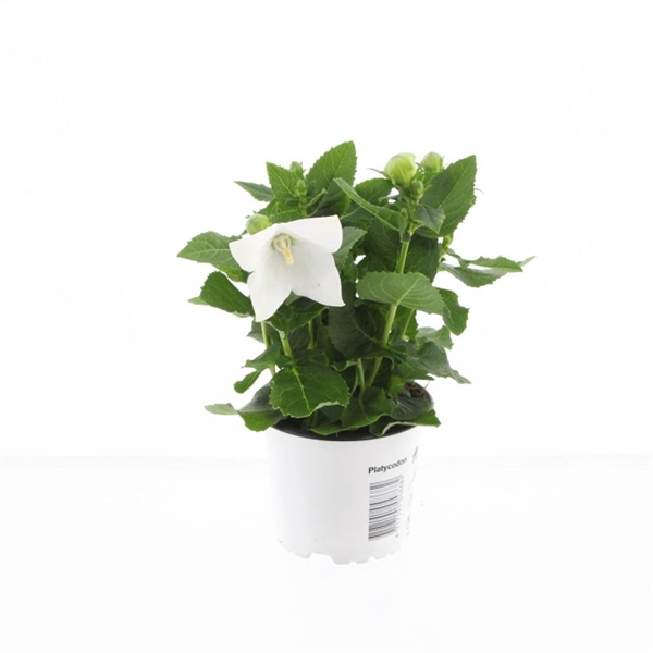 <h4>Platycodon gr. Astra White</h4>