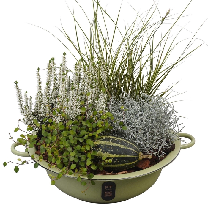 <h4>Arr.   Tuinplanten L%</h4>