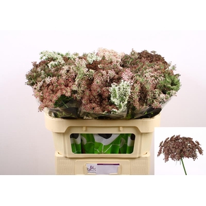 Daucus Carota Dara Marginpar