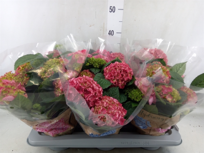 <h4>Hydrangea mac. 'DutchLadies Selma'</h4>