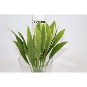 FOLHAGEM DRACENA ALBA