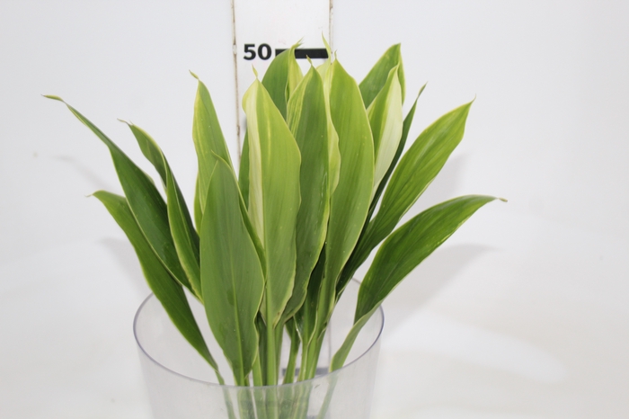 <h4>FOLHAGEM DRACENA ALBA</h4>