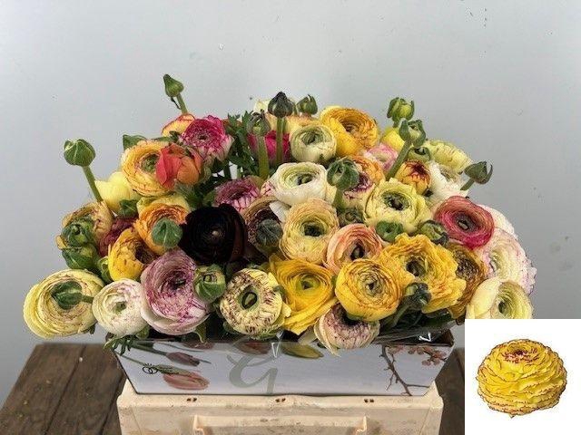 RAN EL YELLOW STRIPE