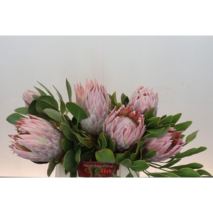 Protea Cynaroides