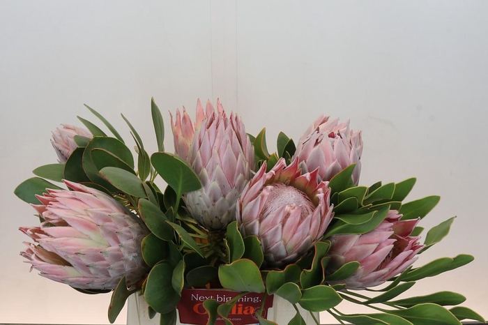 <h4>Protea Cynaroides</h4>