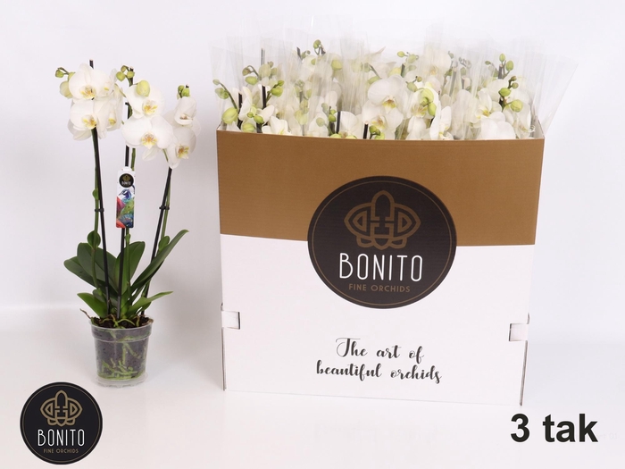 <h4>PHAL AN NOTTINGHAM</h4>