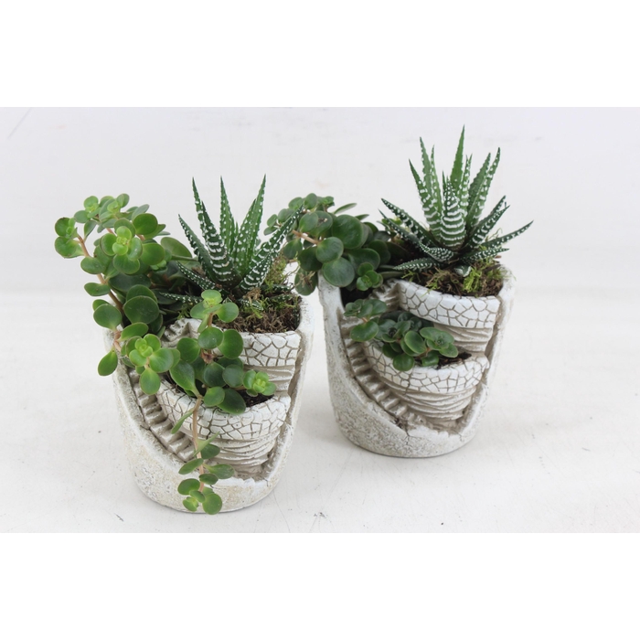 <h4>Arr3 Sn - Tower Garden X8</h4>