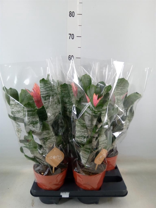 <h4>Aechmea   ...</h4>