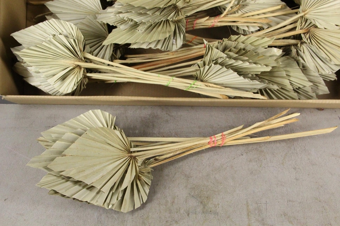 <h4>DF Palm Spear Medium Natural</h4>