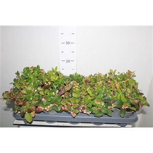 Gaulth Procumbens