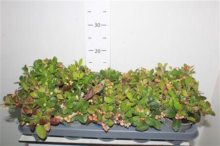 <h4>Gaulth Procumbens</h4>