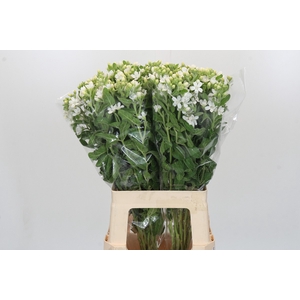 Oxypetalum coeruleum 'Perfect White Harmony'